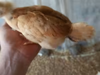 Chickens — 2-сурет