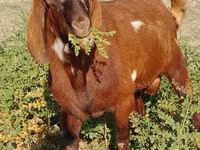 Ziegenbock, Beetal goats — Foto 8