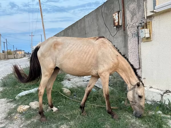 Stute, Azerbaijan horse