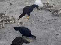 Chickens — Foto 5