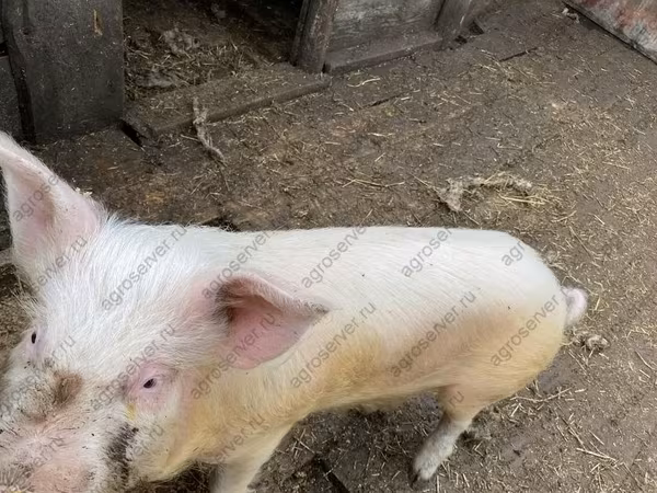 Eber, Schweine — Russland