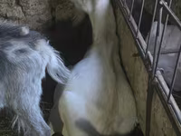 Ziege, Saanen goat — Foto 2