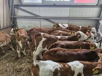 أبقار (دفعة، الجنس غير محدد), Simmental cattle — الصورة 1