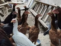 Chickens — الصورة 3