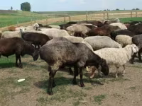 Qoç, Qoyunlar — foto 1