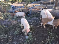 Eber, Schweine — Foto 2