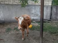 Сиыр, Жабайы як — 1-сурет