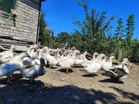 Ducks — الصورة 2