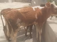 Bulle, Simmental cattle — Foto 6