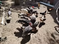 Chickens — फ़ोटो 2