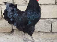 Chickens — Foto 2