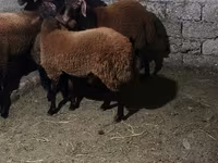 كبش, الأغنام — الصورة 6
