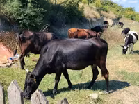 Sigir, Qoramol — 2-rasm