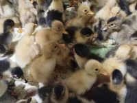 Ducks — الصورة 2
