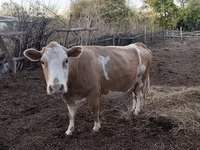 Kuh, Simmental cattle — Foto 4