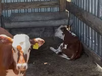 أبقار (دفعة، الجنس غير محدد), Swiss cattle — الصورة 5