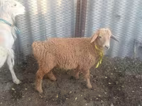 Cabro, Cabras — foto 3