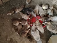 Ducks — Foto 1