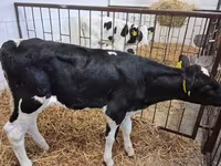Бұқа, Simmental cattle — 4-сурет