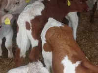 Buğa, Simmental cattle — foto 8