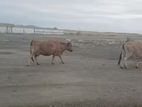 Kuh, Simmental cattle — Foto 6