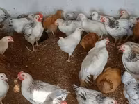 Brahma — Foto 4