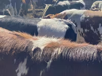 Buğa, Simmental cattle — foto 2
