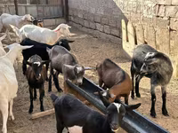 Ziege, Saanen goat — Foto 2