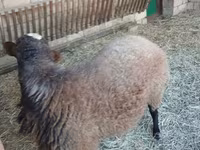 Ram, Sheep — photo 5