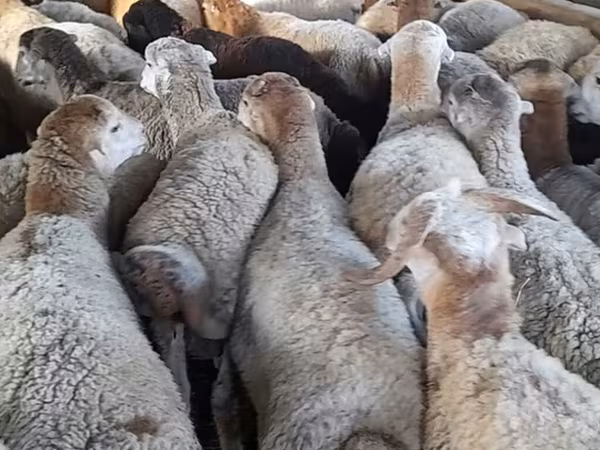 Ram, Sheep