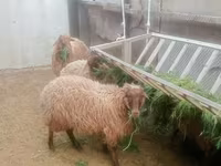 मेढ़ा, भेड़ — फ़ोटो 4