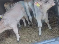 Buğa, Simmental cattle — foto 8