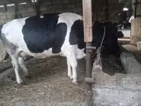 Kuh, Russian Black pied cattle — Foto 5