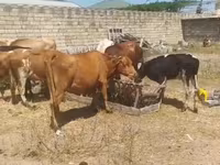 Vaca, Ganado vacuno — foto 2