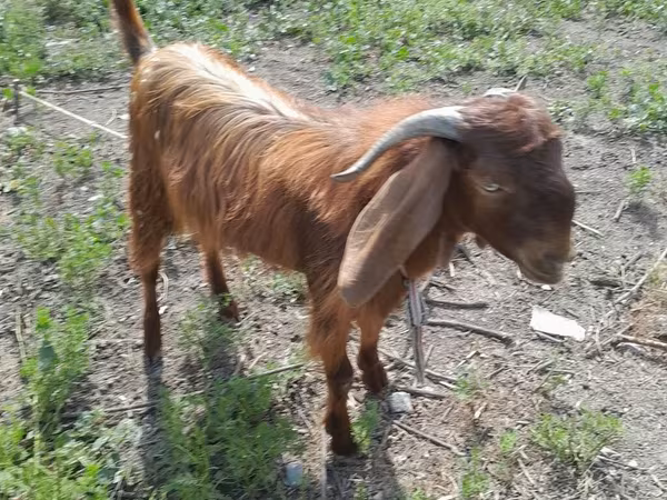 Billy Goat, Goats