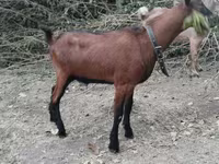 Qoç, Qoyunlar — foto 6
