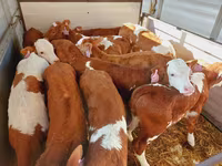 Toro, Simmental cattle — foto 1