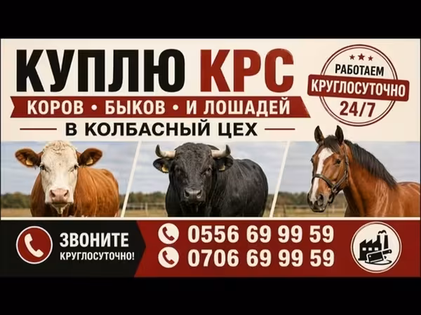 Toro, Ganado vacuno