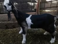 Коза, Nubian Goat — фото 3