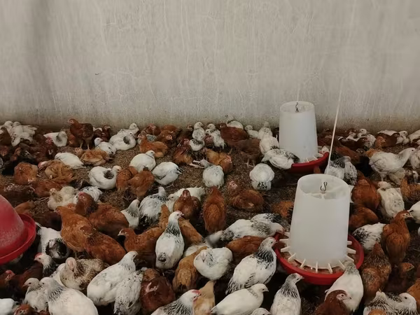 Chickens
