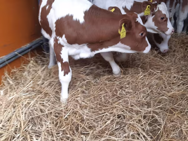 Buqa, Simmental cattle