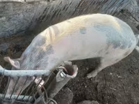 Eber, Schweine — Foto 4
