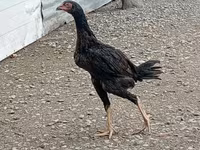 Chickens — 1-rasm