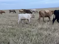 Bulle, Swiss cattle — Foto 6