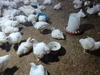 Chickens — फ़ोटो 3