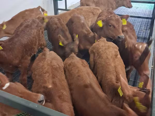 Bulle, Simmental cattle