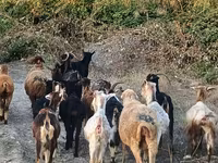 Ешкі, Damask goat — 6-сурет