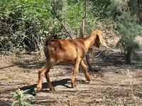 Echki, Echkilar — 6-rasm