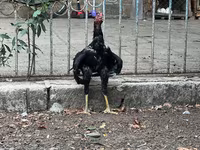 Guinea fowl — 照片 3