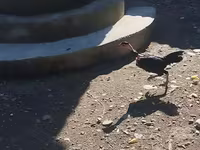 Guinea fowl — 4-rasm